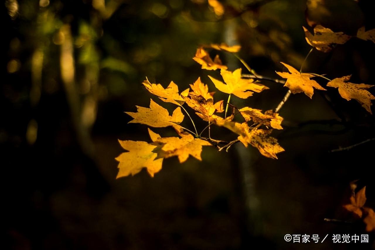 风吹一片叶，万物已惊秋（推荐30首清秋诗词）