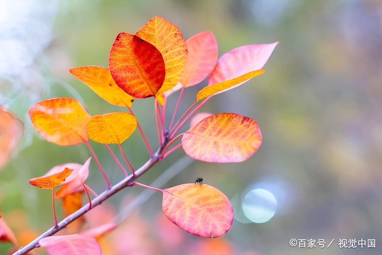 风吹一片叶，万物已惊秋（推荐30首清秋诗词）