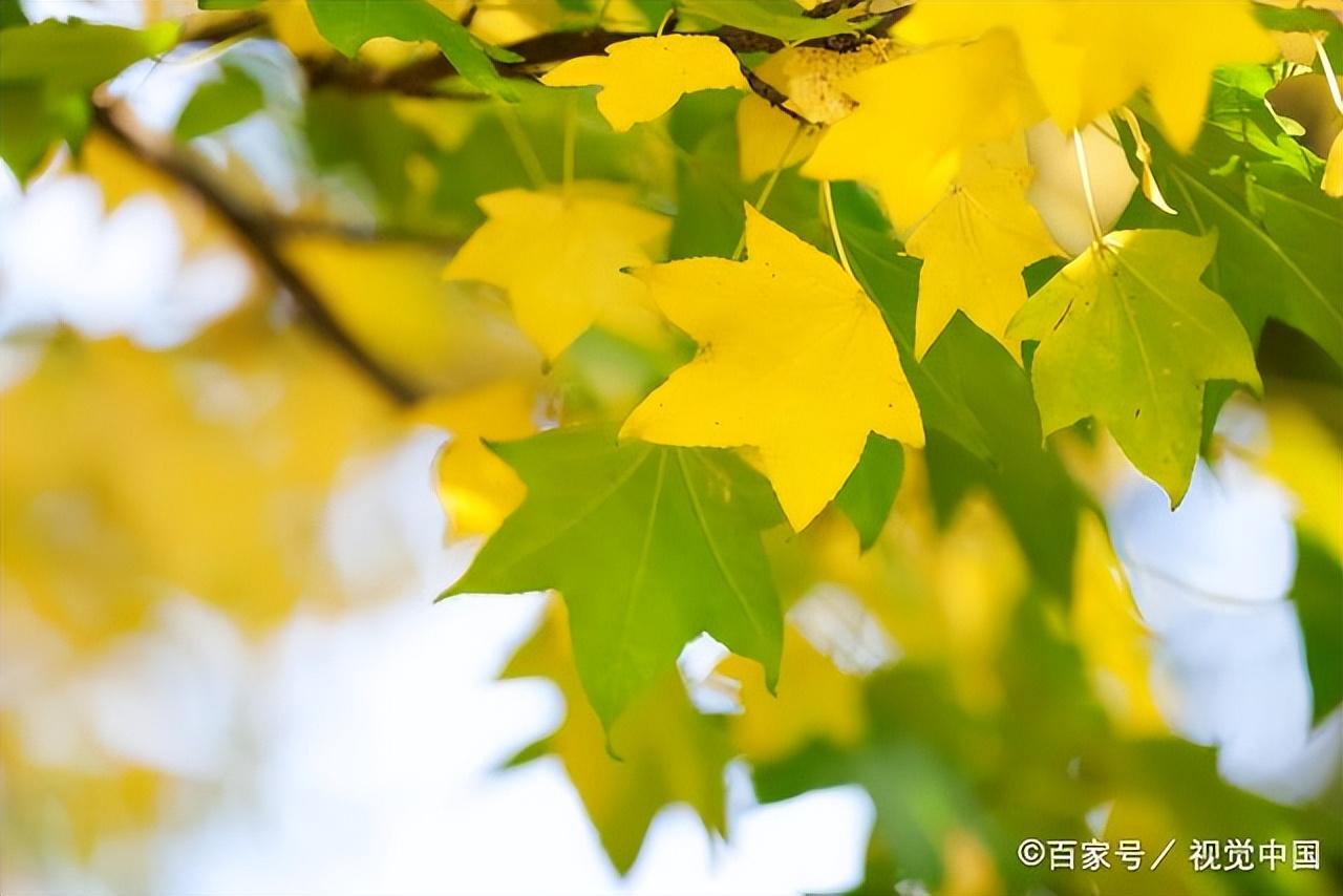 风吹一片叶，万物已惊秋（推荐30首清秋诗词）