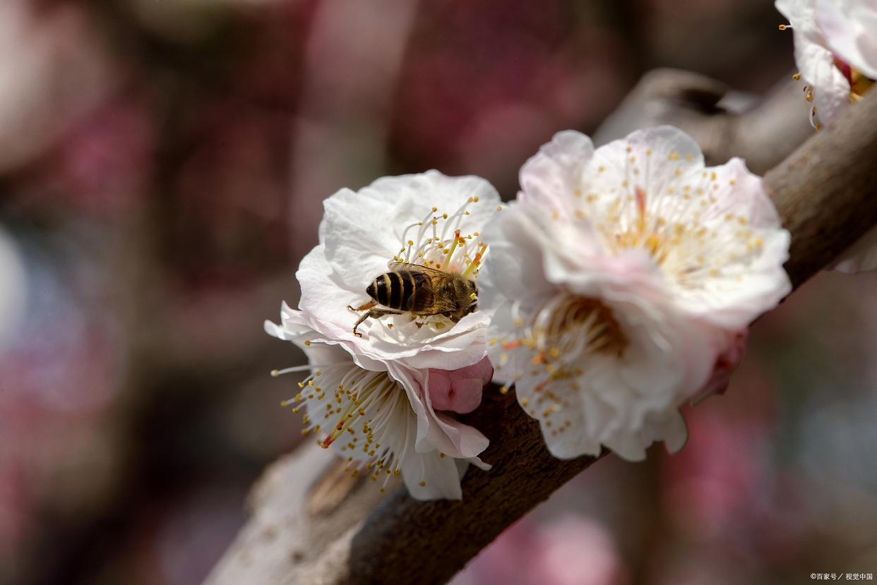 形容花漂亮艳丽的诗词（17首鲜花古诗词）