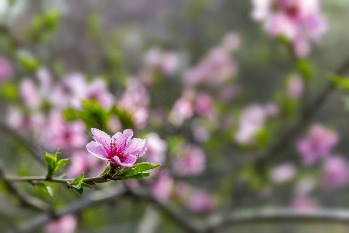 形容花漂亮艳丽的诗词（17首鲜花古诗词）