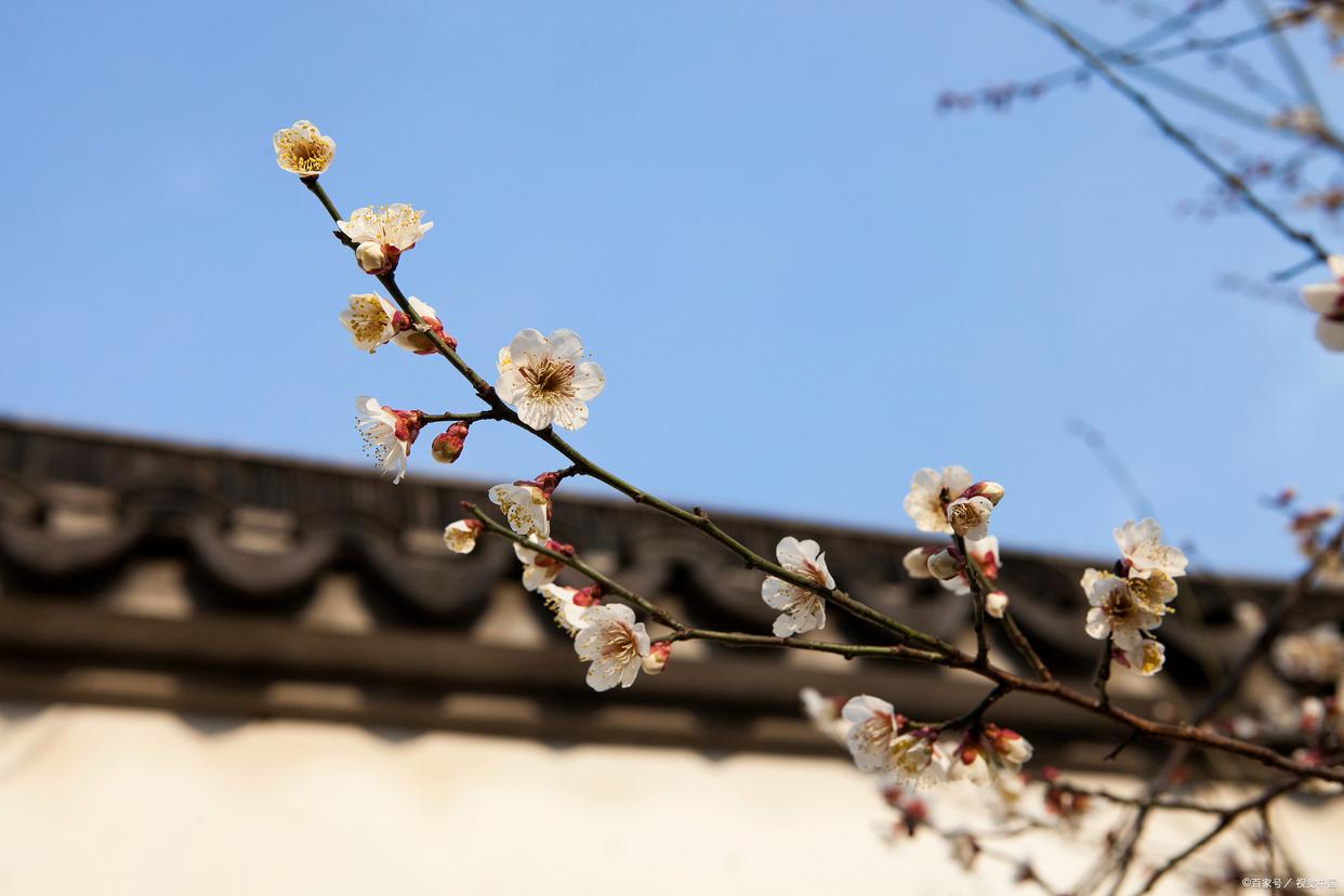 形容花漂亮艳丽的诗词（17首鲜花古诗词）