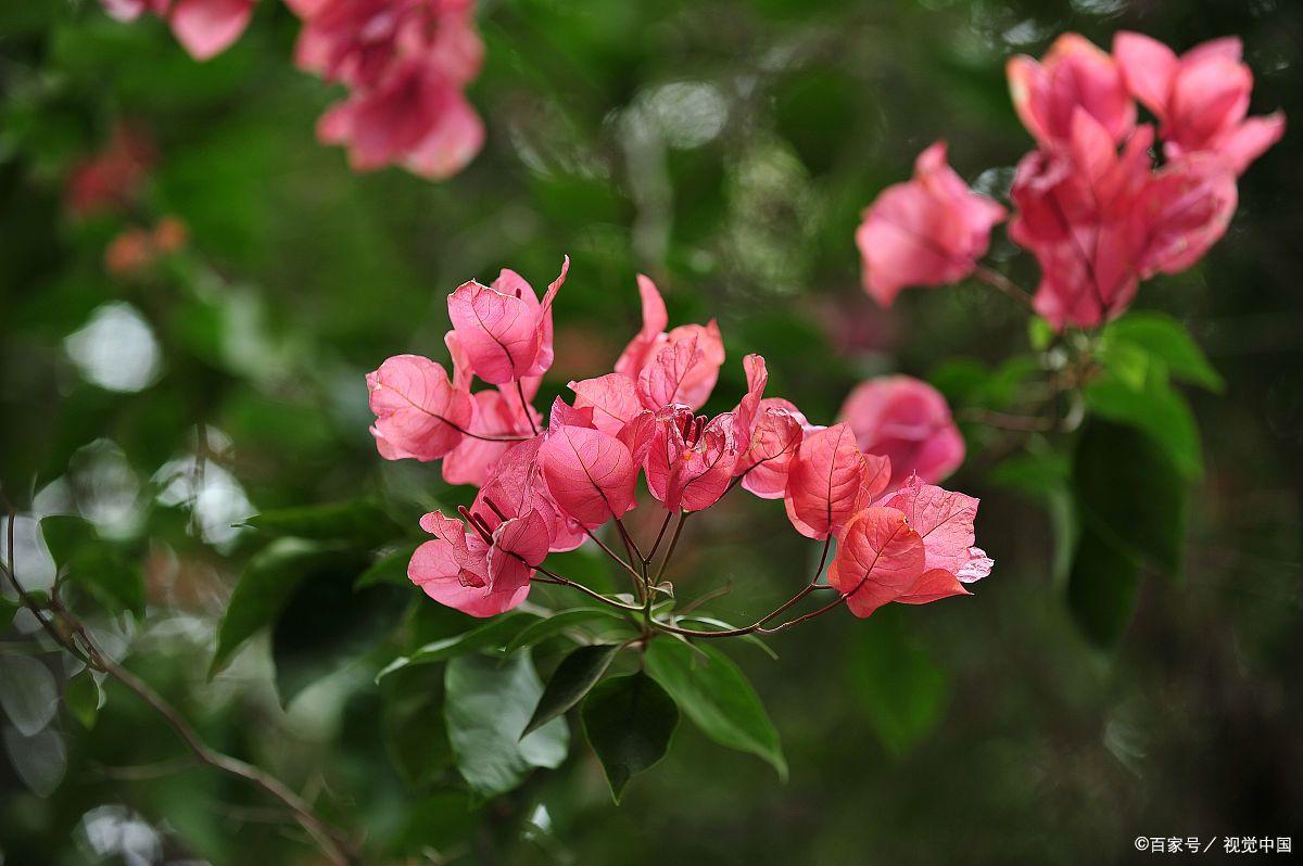 形容花漂亮艳丽的诗词（17首鲜花古诗词）