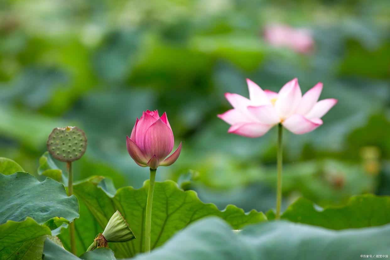 形容花漂亮艳丽的诗词（17首鲜花古诗词）