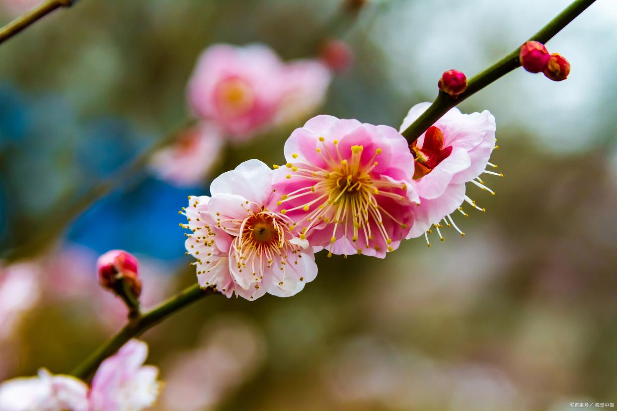 形容花漂亮艳丽的诗词（17首鲜花古诗词）