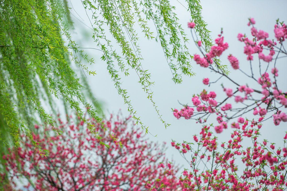 形容花漂亮艳丽的诗词（17首鲜花古诗词）