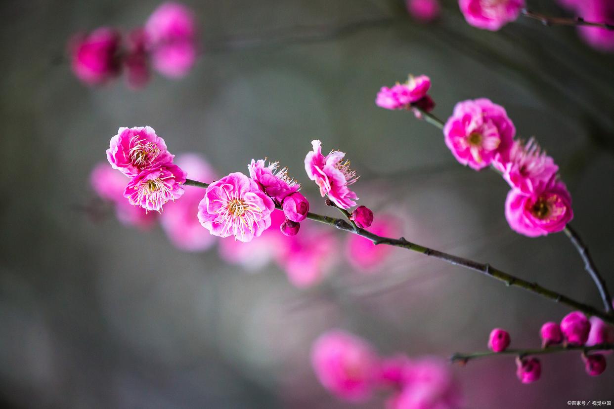 形容花漂亮艳丽的诗词（17首鲜花古诗词）