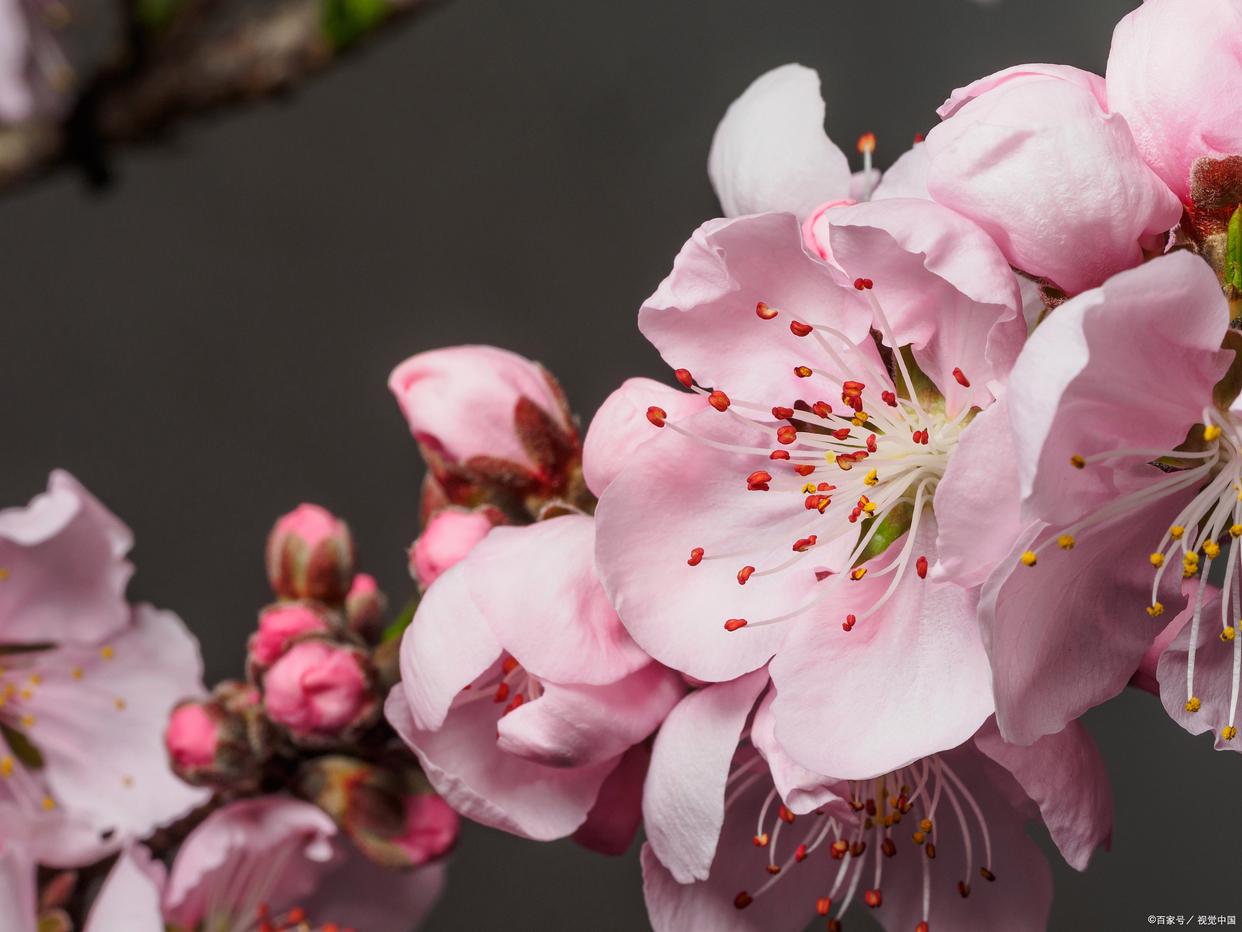 形容花漂亮艳丽的诗词（17首鲜花古诗词）