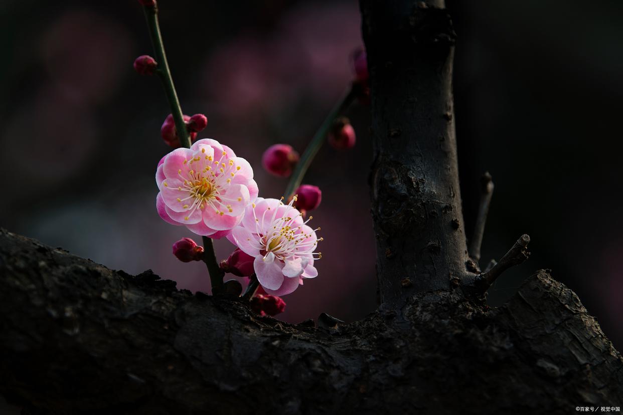 凉风起天末，君子意如何（经典9首友情诗词）