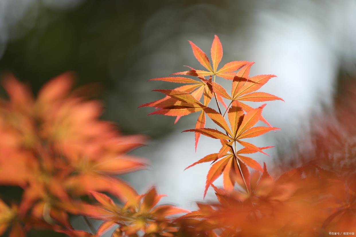 凉风起天末，君子意如何（经典9首友情诗词）