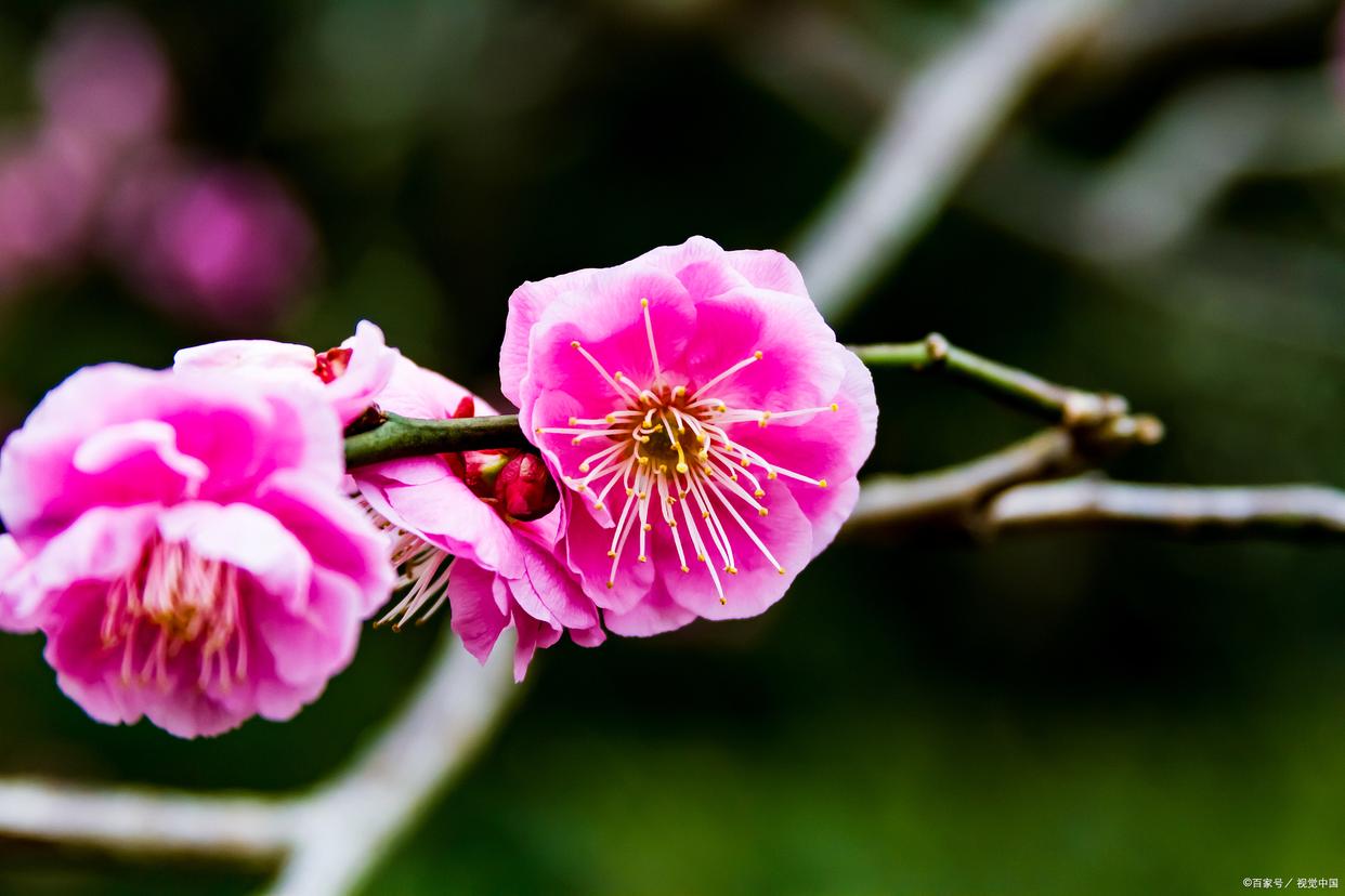 不经一番寒彻骨，怎得梅花扑鼻香（优美10首梅花诗词）