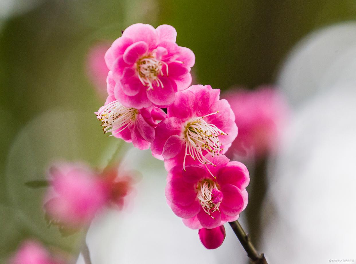 不经一番寒彻骨，怎得梅花扑鼻香（优美10首梅花诗词）