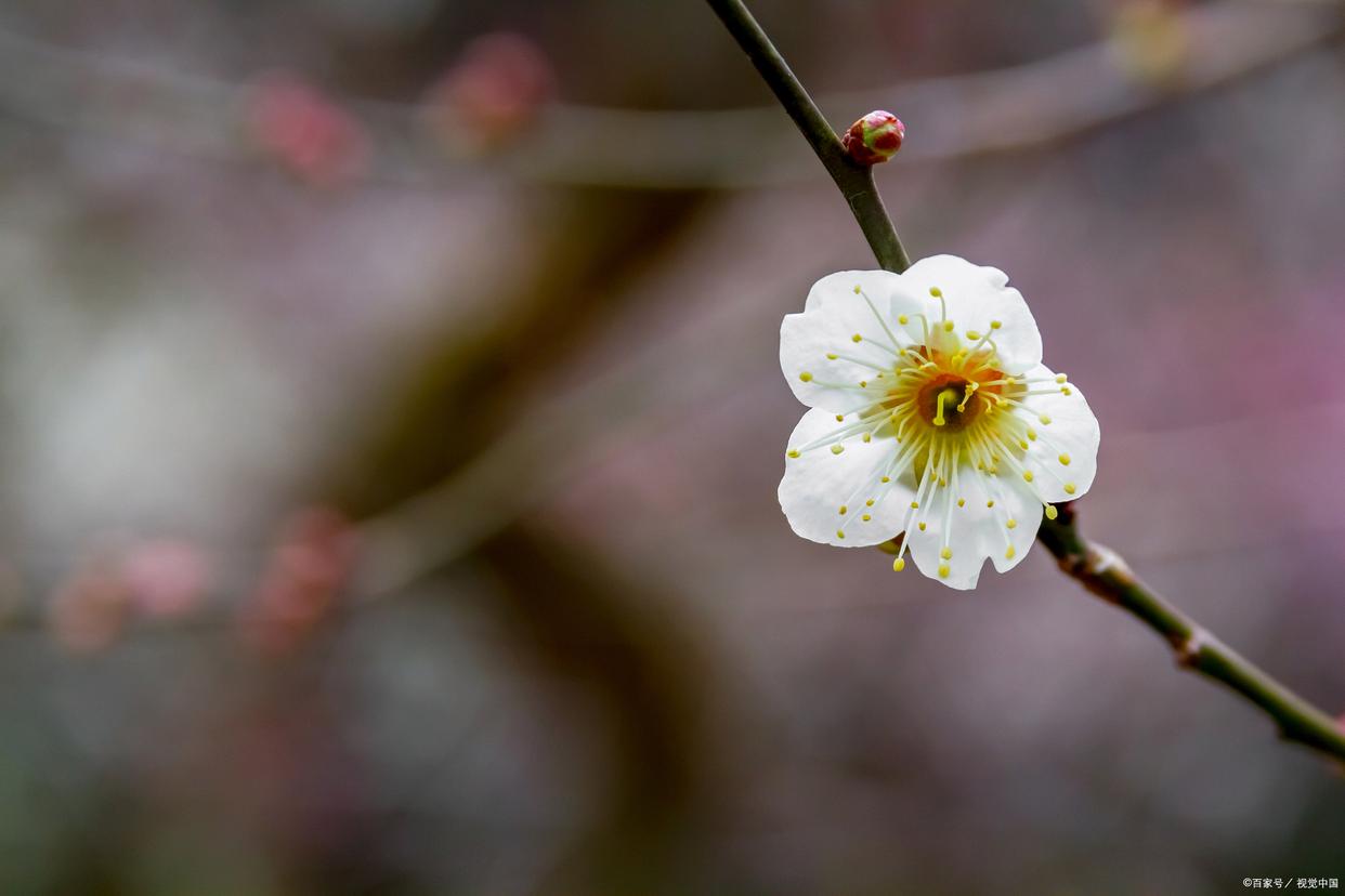 不经一番寒彻骨，怎得梅花扑鼻香（优美10首梅花诗词）