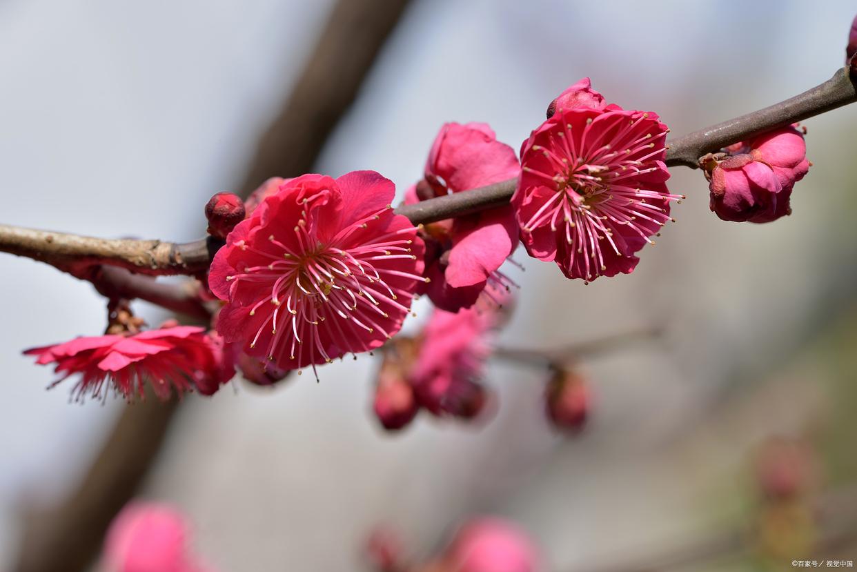 不经一番寒彻骨，怎得梅花扑鼻香（优美10首梅花诗词）