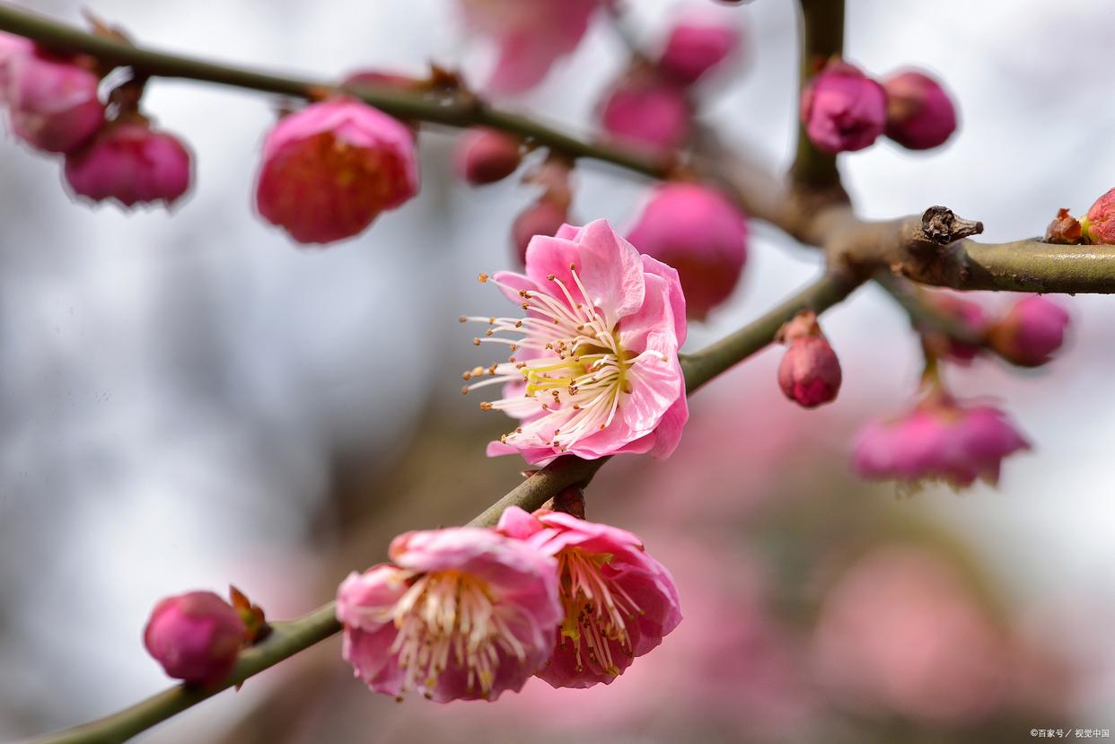 不经一番寒彻骨，怎得梅花扑鼻香（优美10首梅花诗词）