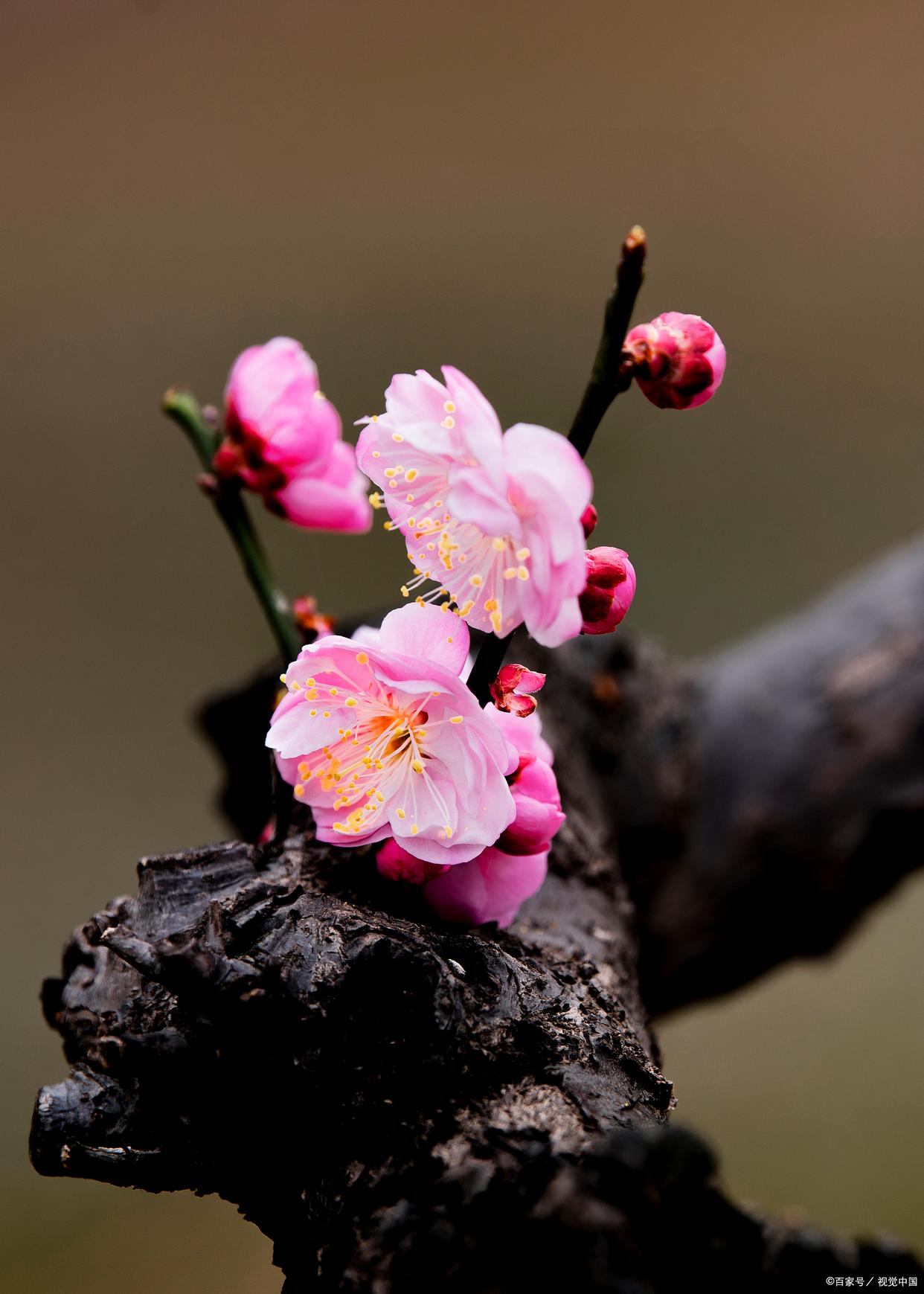 不经一番寒彻骨，怎得梅花扑鼻香（优美10首梅花诗词）