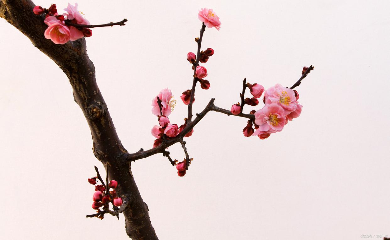 不经一番寒彻骨，怎得梅花扑鼻香（优美10首梅花诗词）