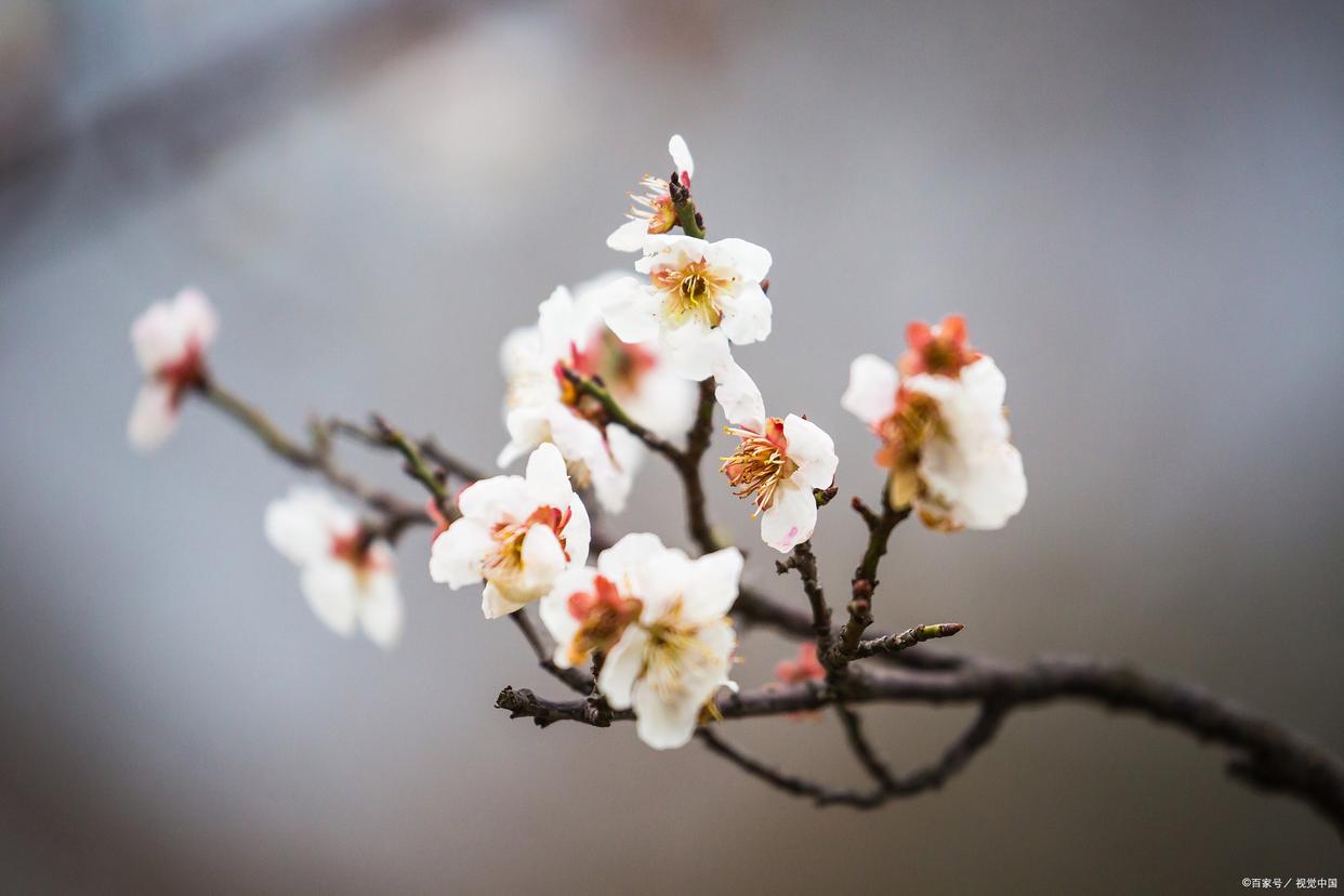 不经一番寒彻骨，怎得梅花扑鼻香（优美10首梅花诗词）