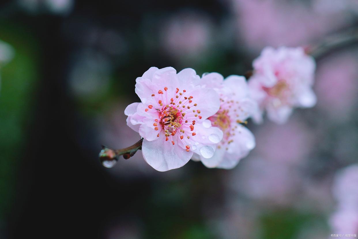 不经一番寒彻骨，怎得梅花扑鼻香（优美10首梅花诗词）