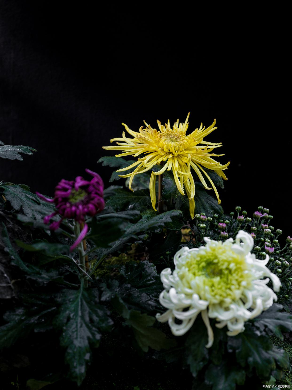 宁可枝头抱香死，何曾吹落北风中（推荐8首咏菊诗）