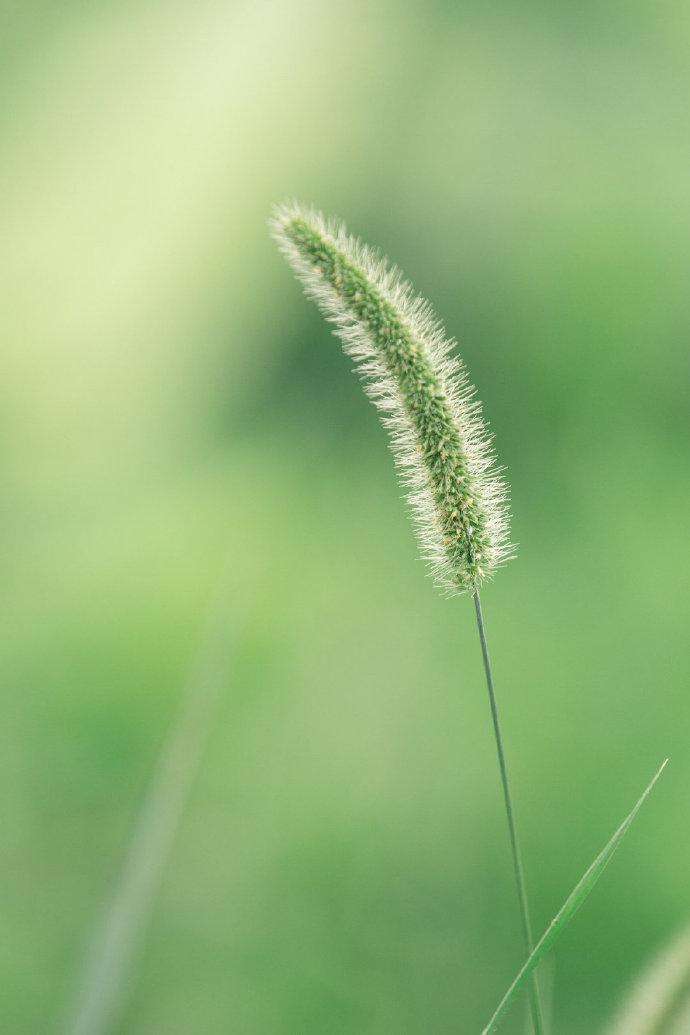 沈佺期经典诗词大全（诗人沈佺期的十首古诗）