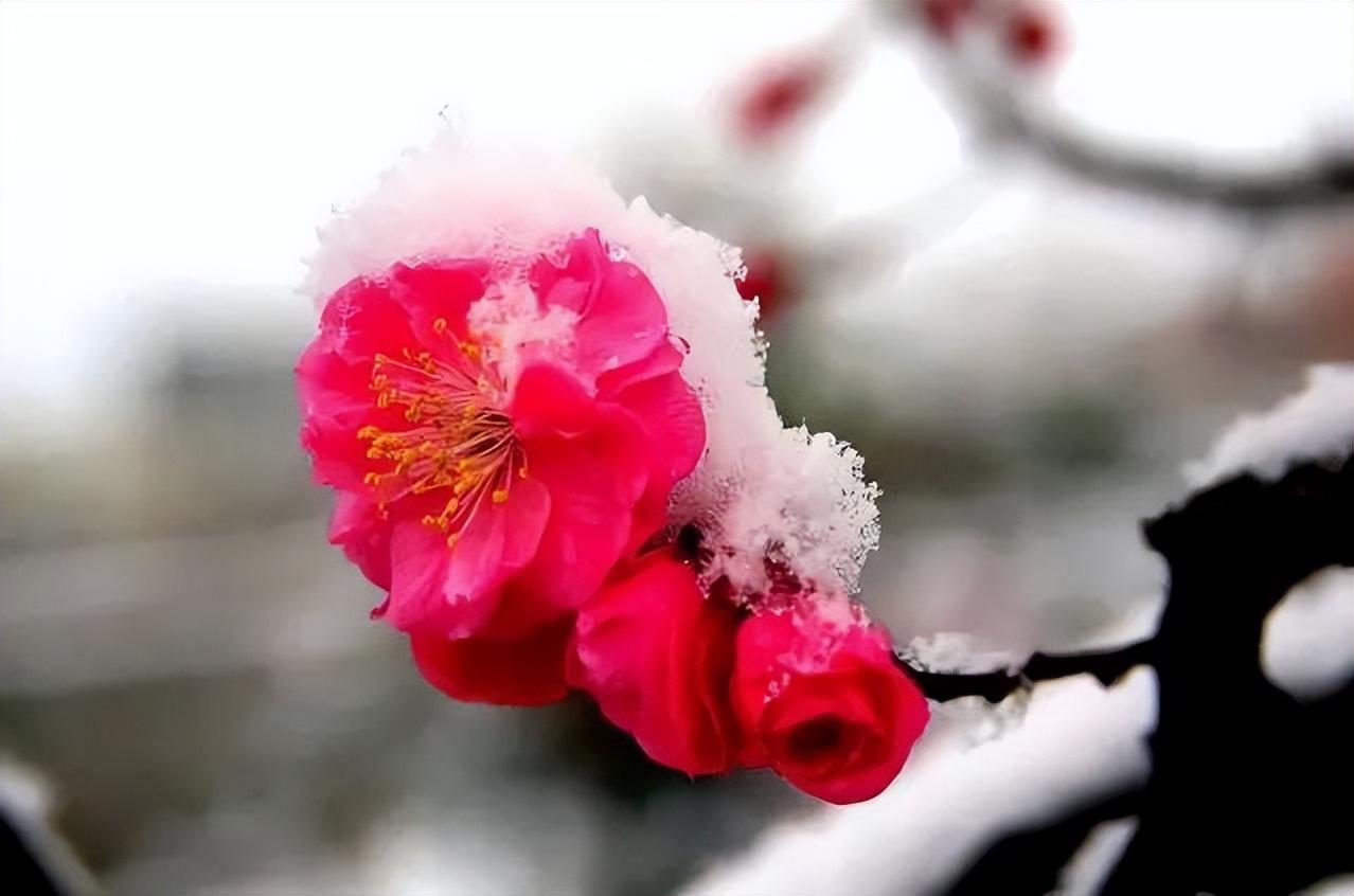 卢梅坡的十首古诗（梅须逊雪三分白，雪却输梅一段香）