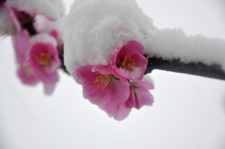 卢梅坡的十首古诗（梅须逊雪三分白，雪却输梅一段香）