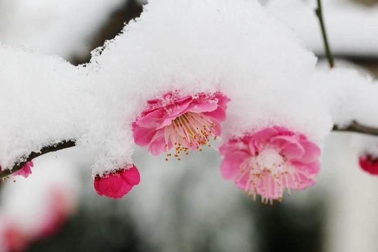 卢梅坡的十首古诗（梅须逊雪三分白，雪却输梅一段香）