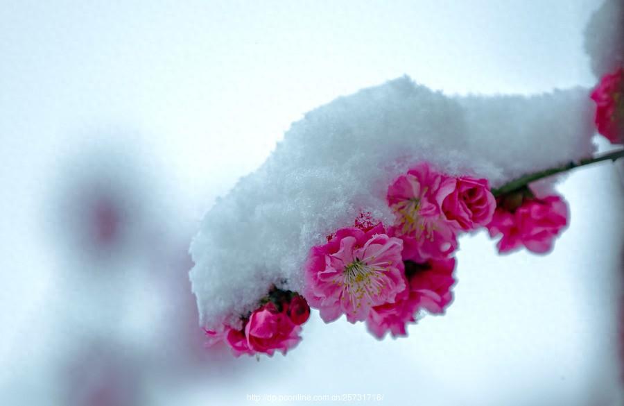 卢梅坡的十首古诗（梅须逊雪三分白，雪却输梅一段香）