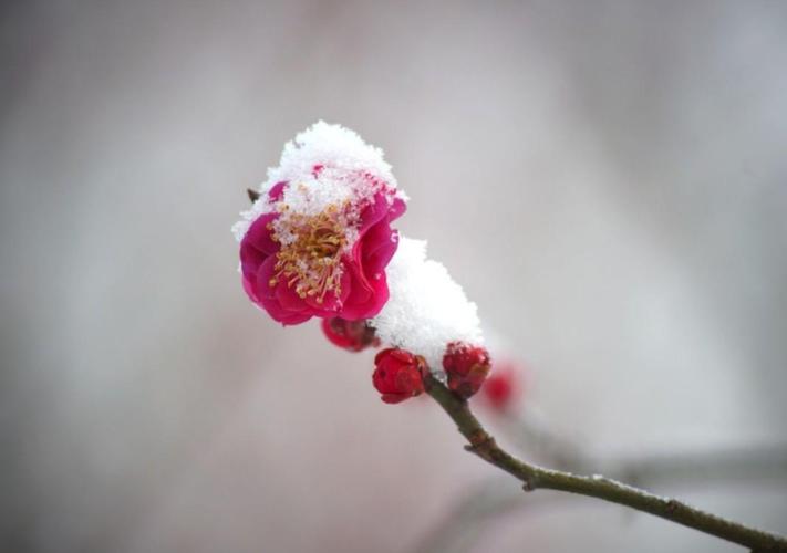 卢梅坡的十首古诗（梅须逊雪三分白，雪却输梅一段香）