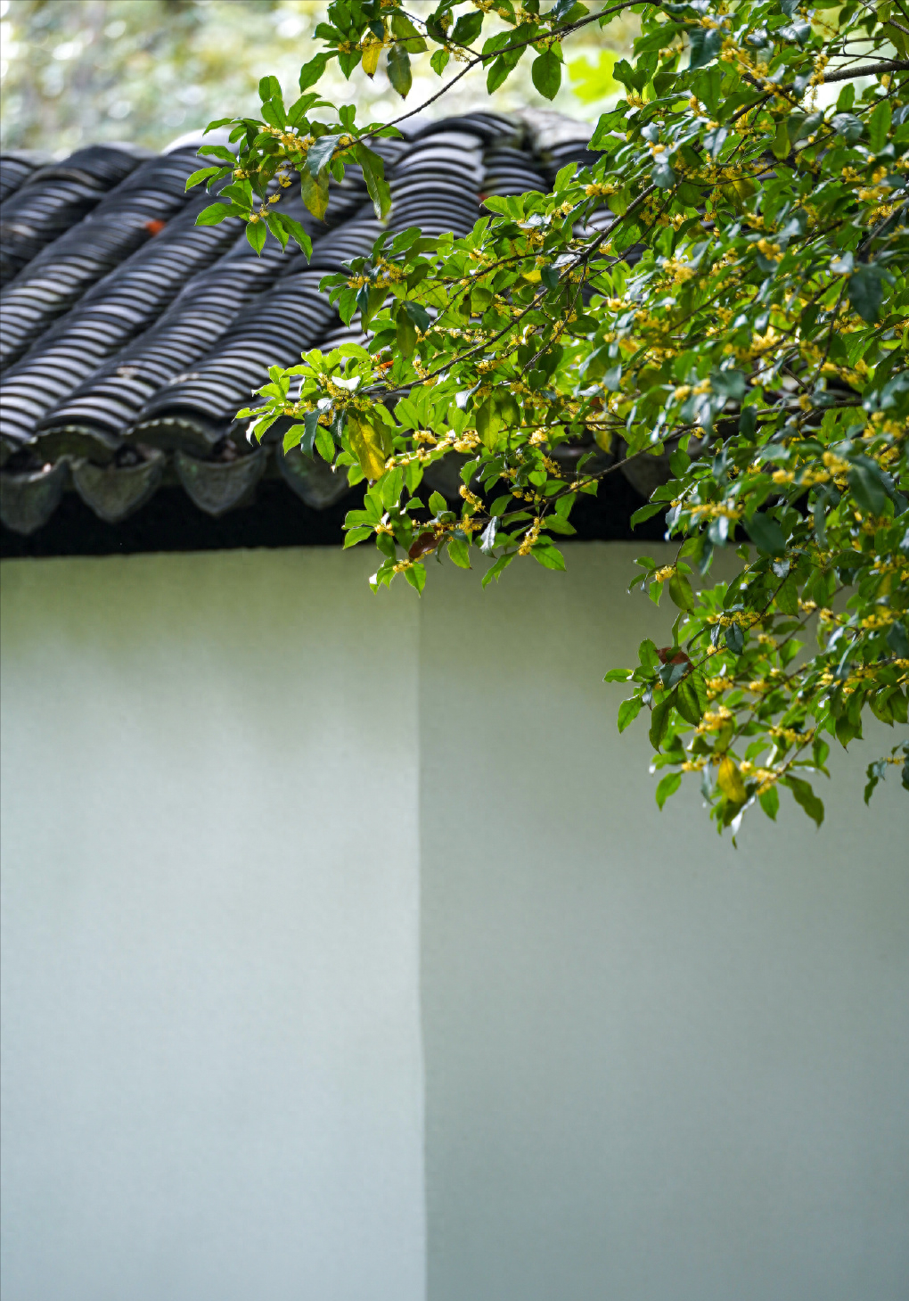 缪珠荪的十首诗词（黄梅时节家家雨，梅子黄时日日晴）