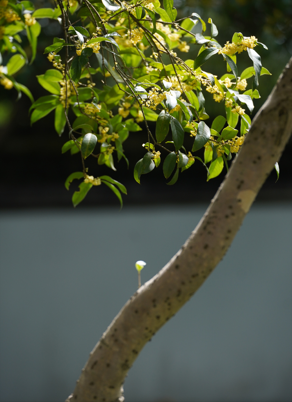 缪珠荪的十首诗词（黄梅时节家家雨，梅子黄时日日晴）