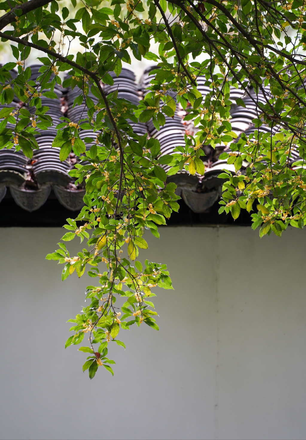 缪珠荪的十首诗词（黄梅时节家家雨，梅子黄时日日晴）