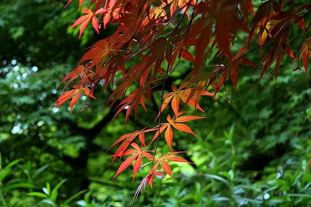 深秋时节，霜深露重（经典十首枫叶诗词）