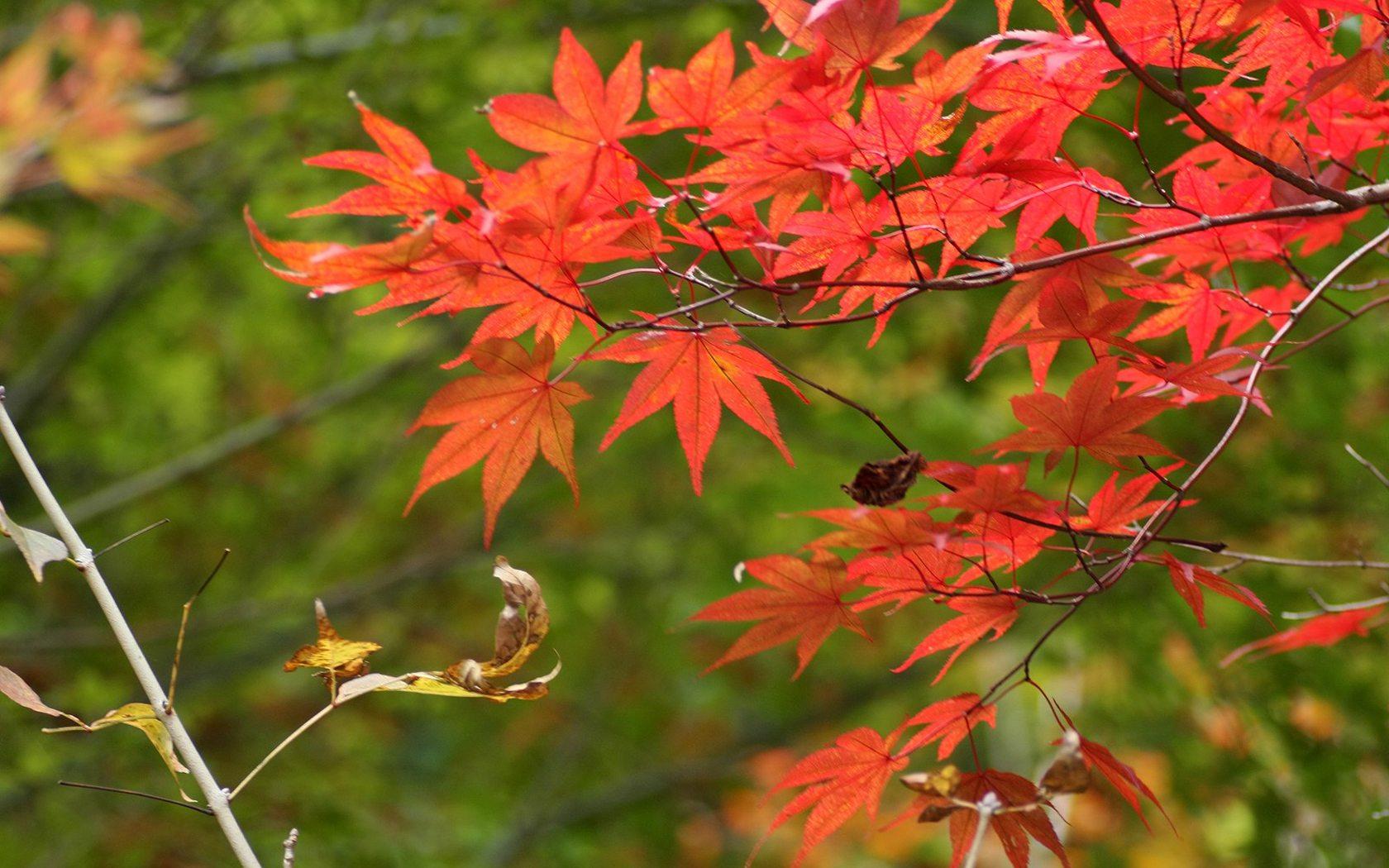 深秋时节，霜深露重（经典十首枫叶诗词）