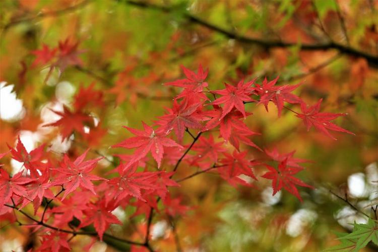 深秋时节，霜深露重（经典十首枫叶诗词）