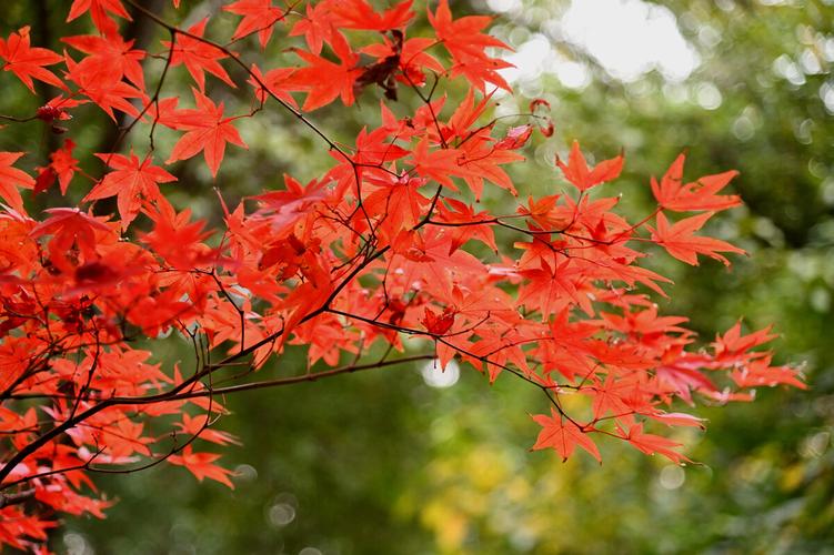 深秋时节，霜深露重（经典十首枫叶诗词）