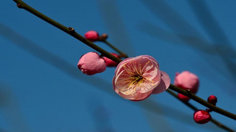 一剪梅经典诗词鉴赏，十首绝美的《一剪梅》