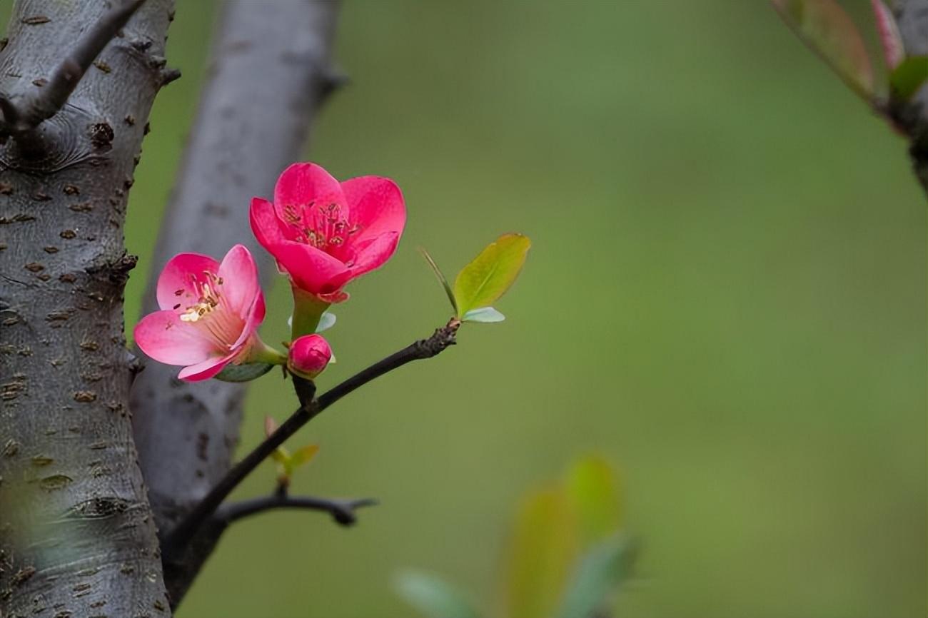 一剪梅经典诗词鉴赏，十首绝美的《一剪梅》