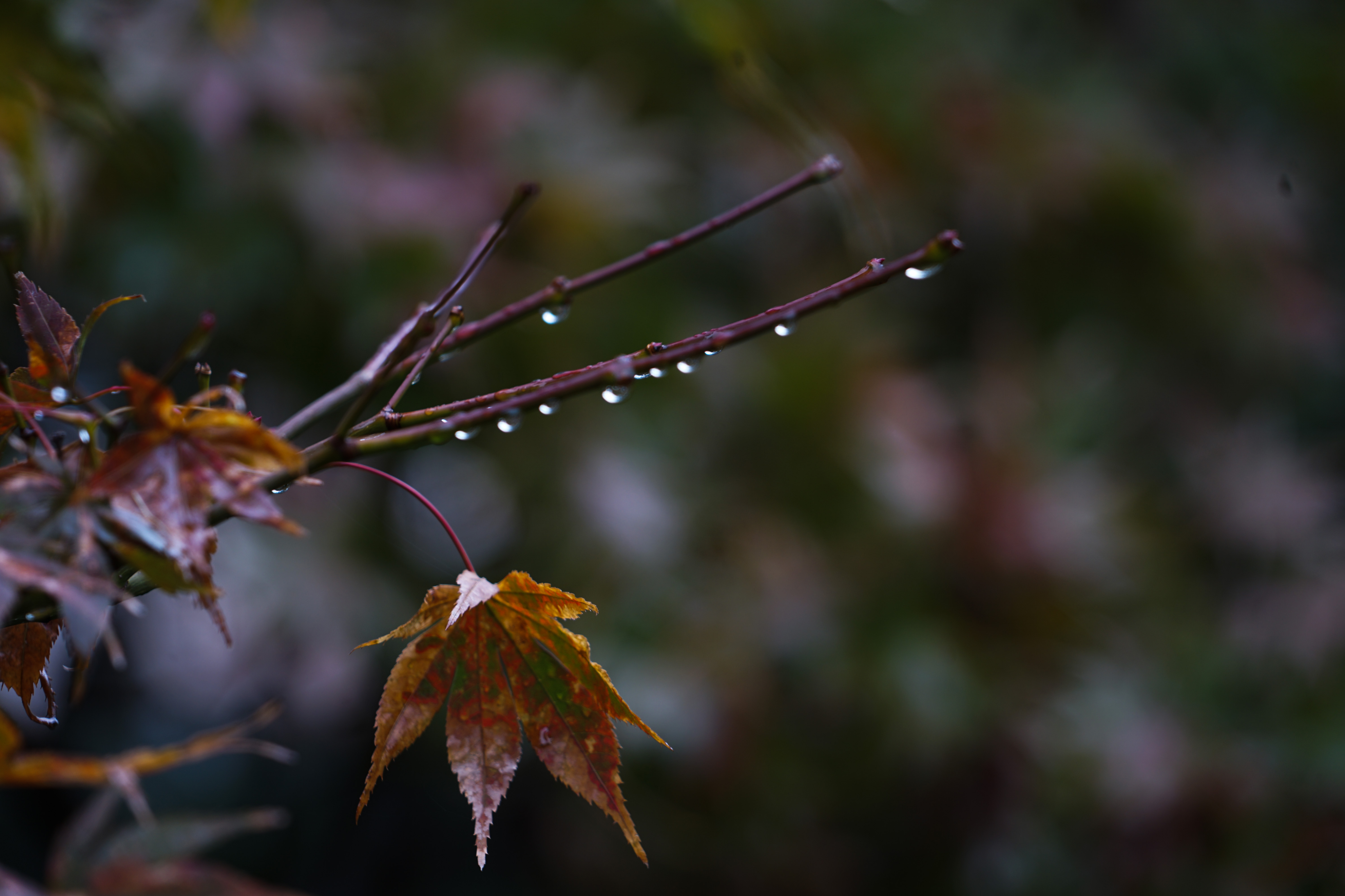 秋雨经典诗词大全（十首经典的秋雨诗词）