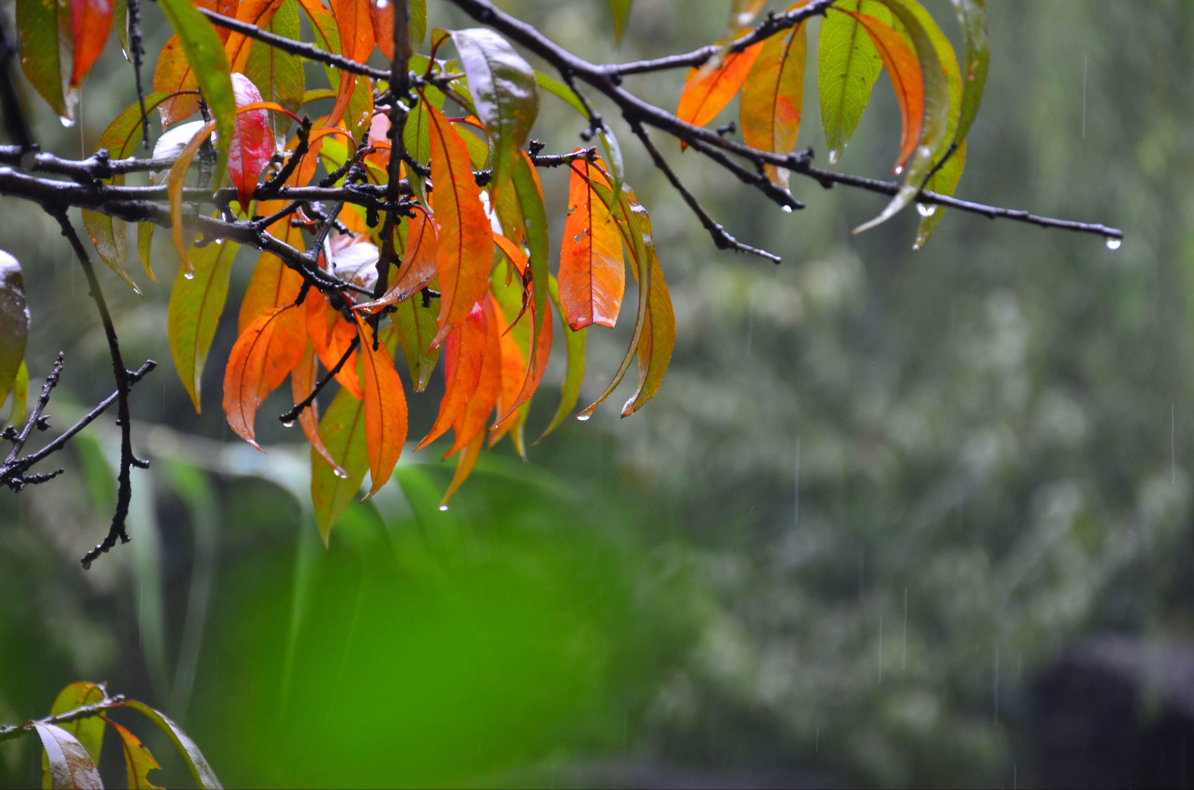 秋雨经典诗词大全（十首经典的秋雨诗词）