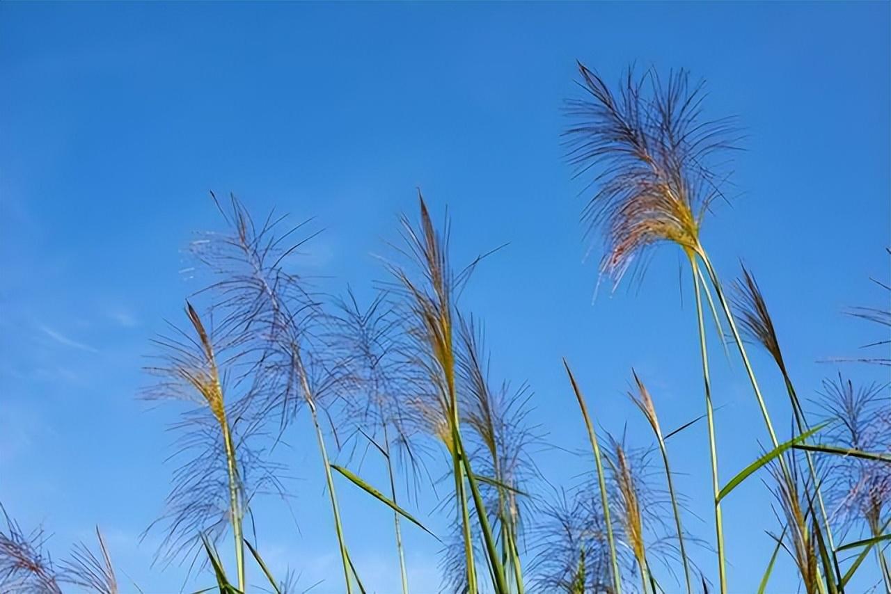 正此秋暮，当赏蒹葭（二十首经典芦花诗词）