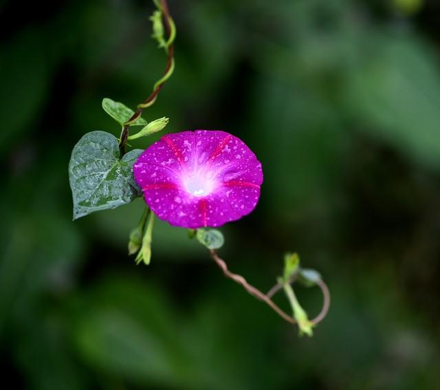 牵牛花的经典诗词句（十首优美的牵牛花诗词）