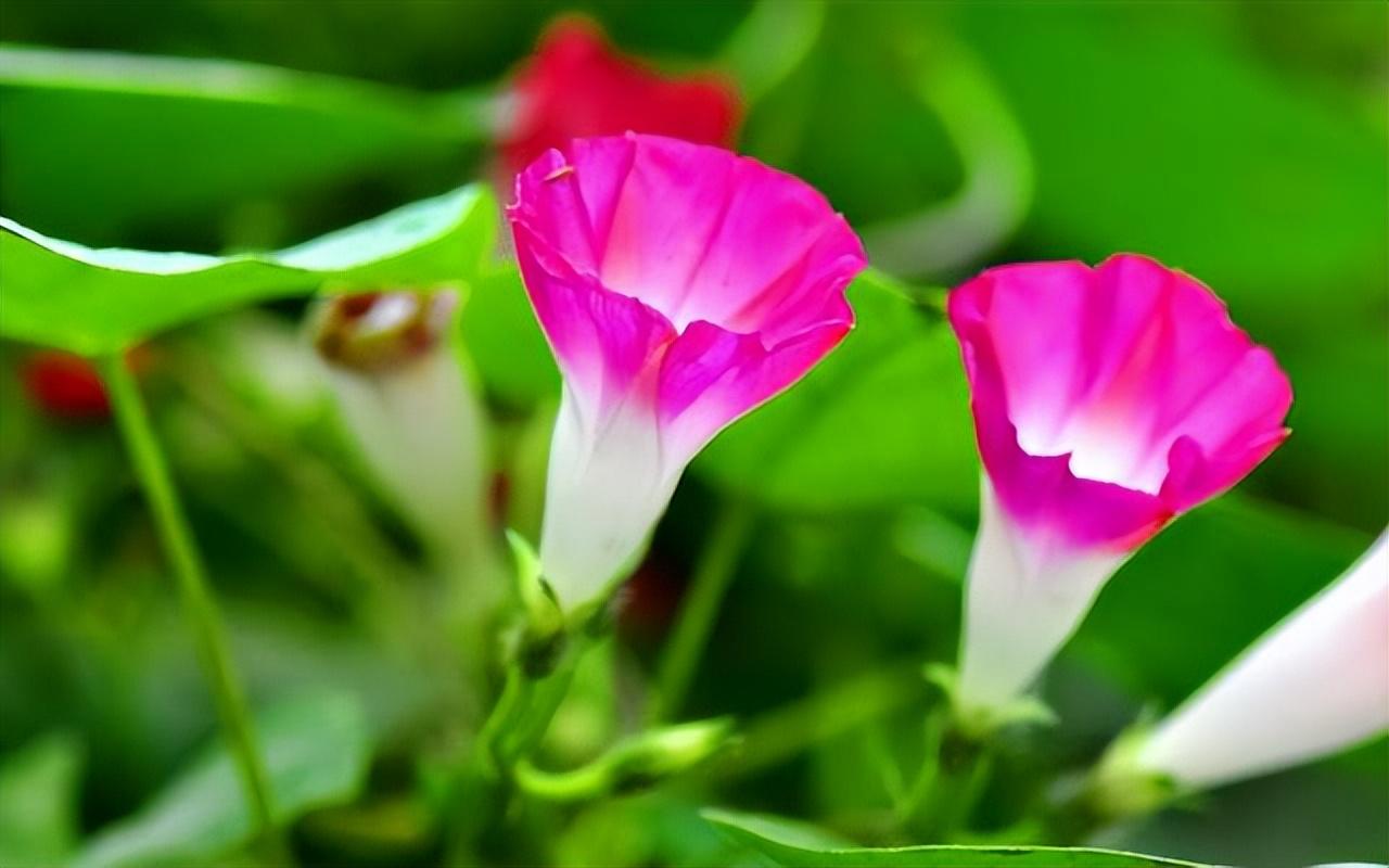 牵牛花的经典诗词句（十首优美的牵牛花诗词）