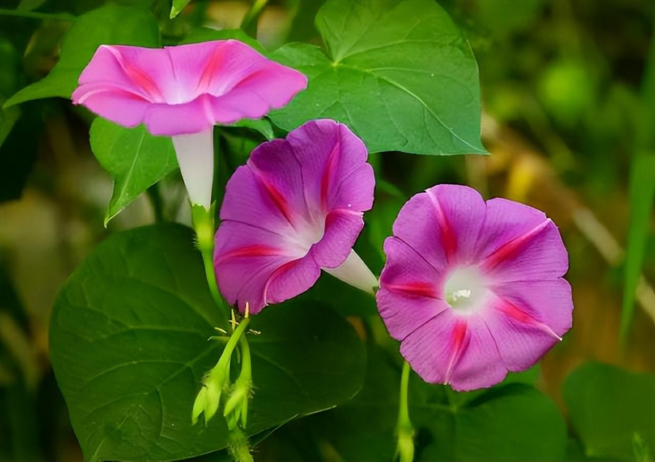 牵牛花的经典诗词句（十首优美的牵牛花诗词）