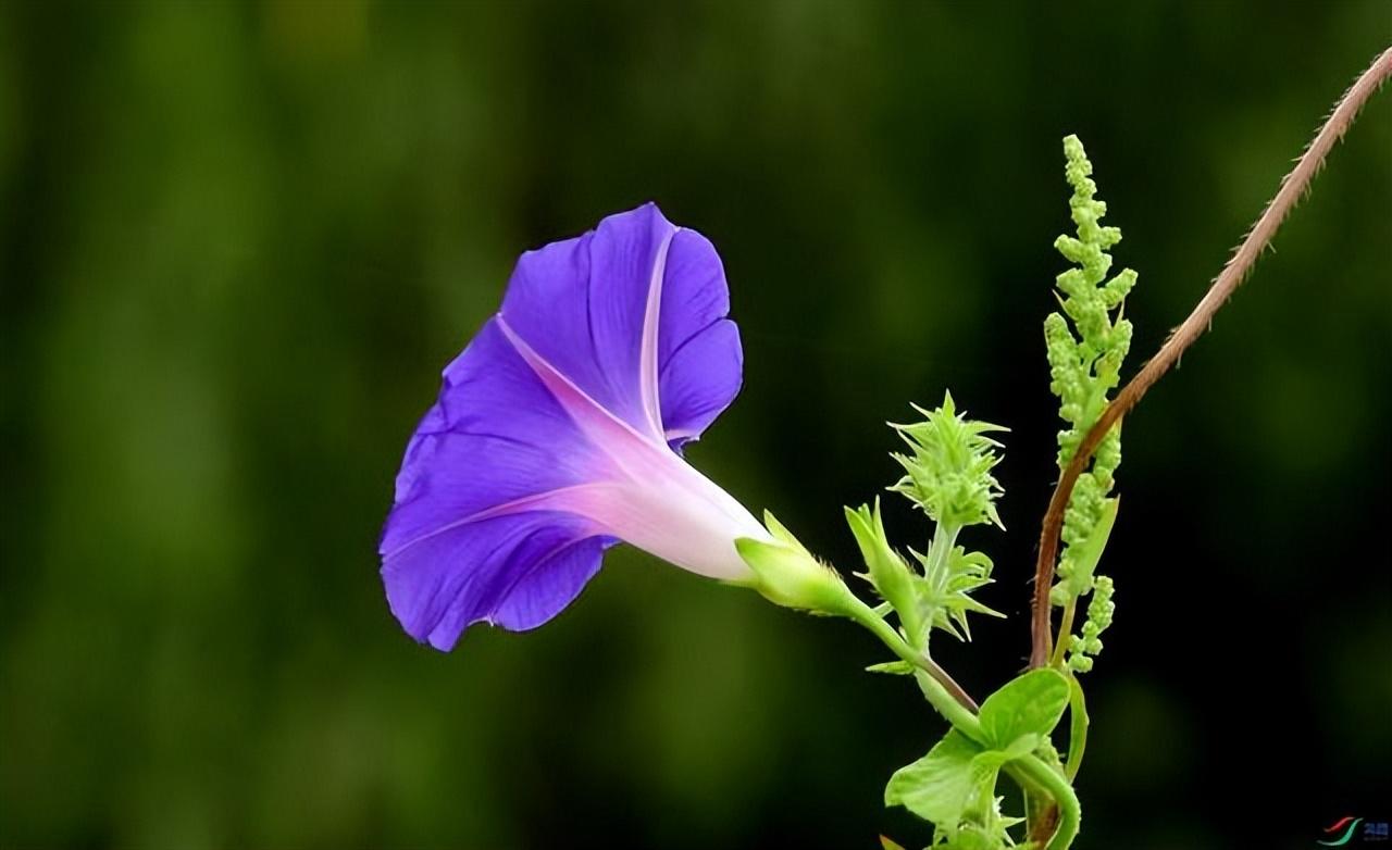 牵牛花的经典诗词句（十首优美的牵牛花诗词）