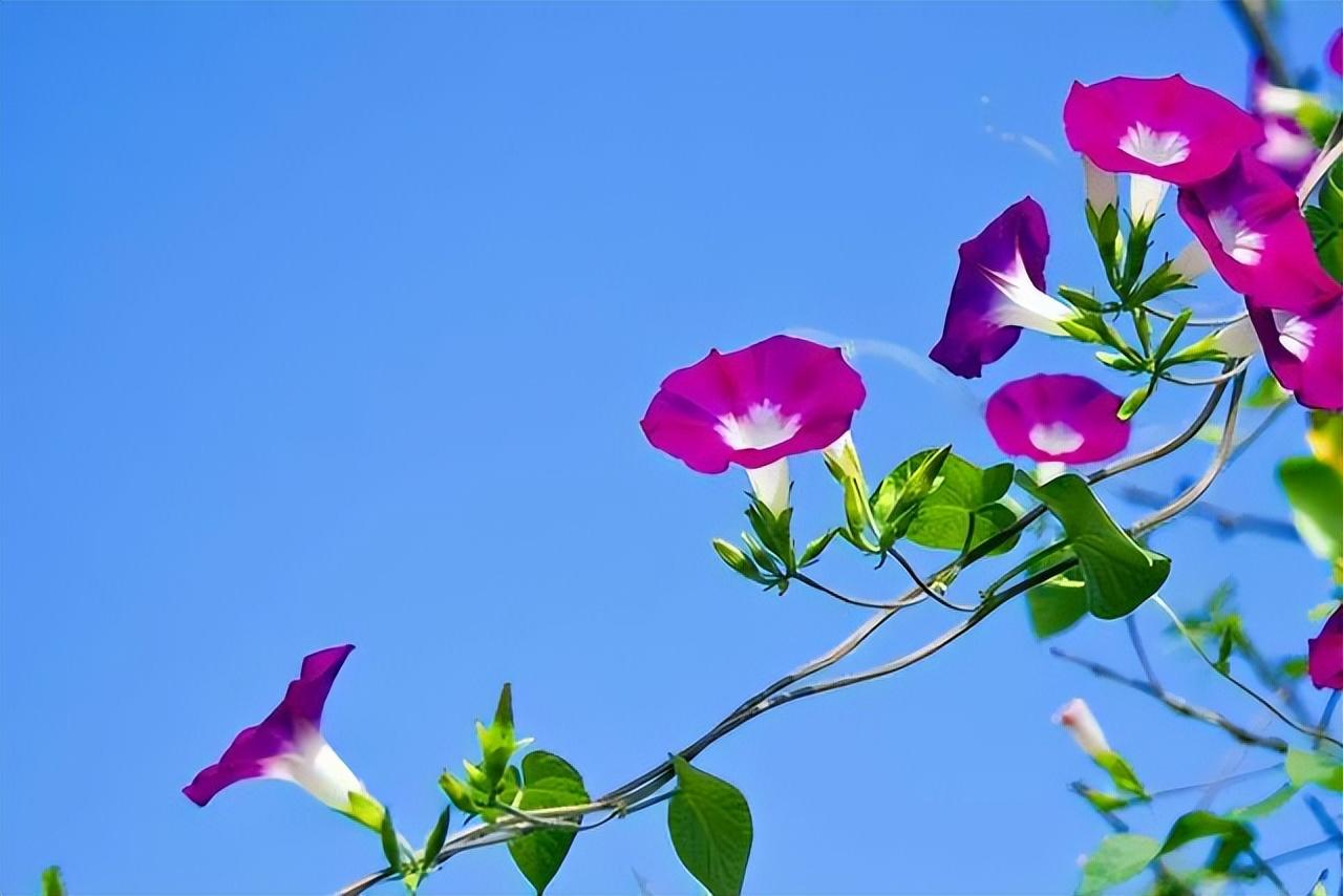 牵牛花的经典诗词句（十首优美的牵牛花诗词）