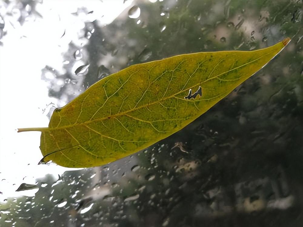 姚范的十首经典诗词（山田水满秧针出，一路斜阳听鹧鸪）