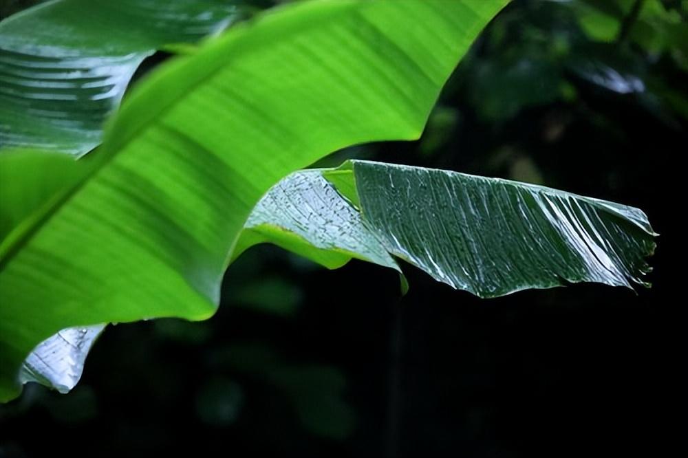 一声梧叶一声秋，一点芭蕉一点愁（十首清新的咏芭蕉诗词）