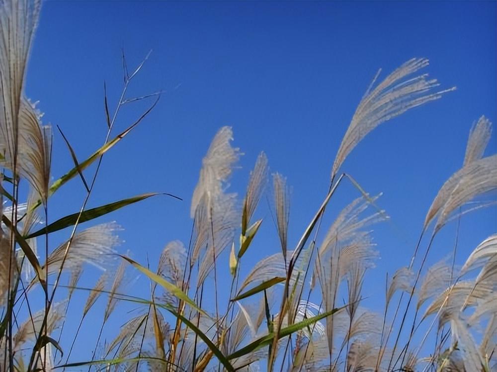 星辰冷落碧潭水，鸿雁悲鸣红蓼风（戴复古的十首唯美古诗）